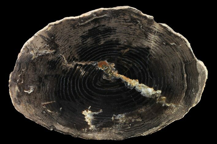 Petrified Black Ash (Fraxinus) Round - McDermitt, Oregon #166467